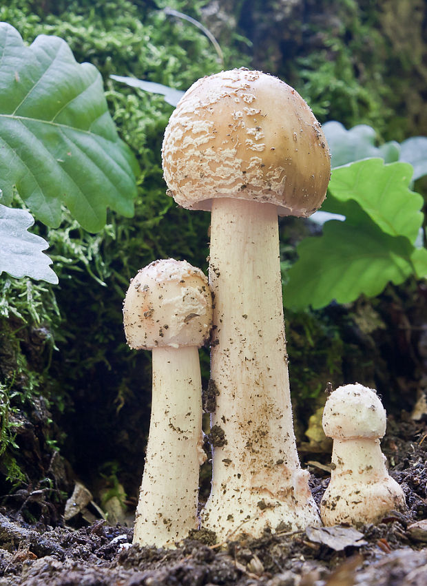 muchotrávka červenkastá Amanita rubescens Pers.