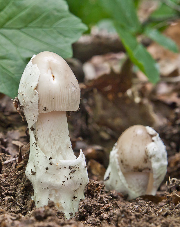 muchotrávka pošvatá Amanita vaginata (Bull.) Lam.