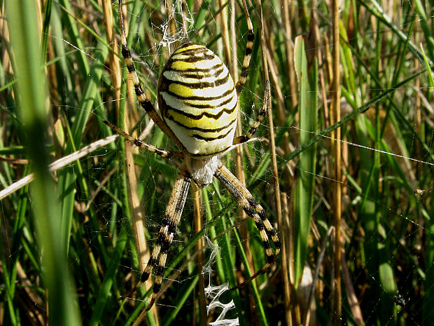 križiak pásavý/křižák pruhovaný Argiope bruennichi (Scopoli, 1772)