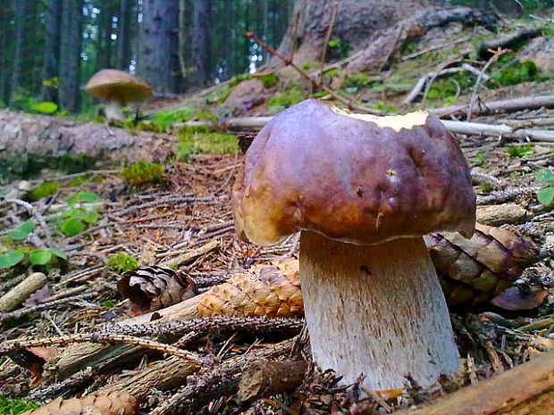 hríb smrekový Boletus edulis Bull.