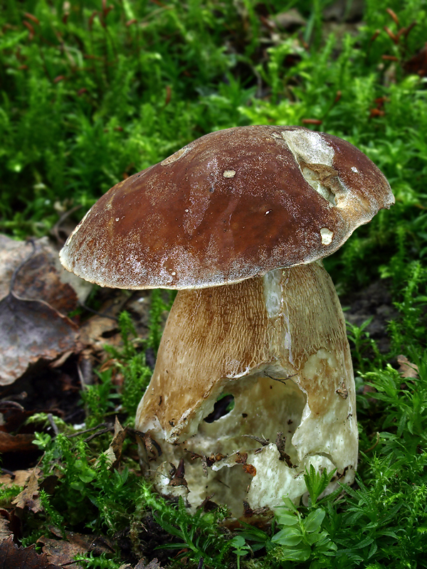 hríb dubový Boletus reticulatus Schaeff.