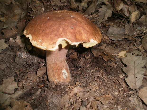 hríb dubový Boletus reticulatus Schaeff.