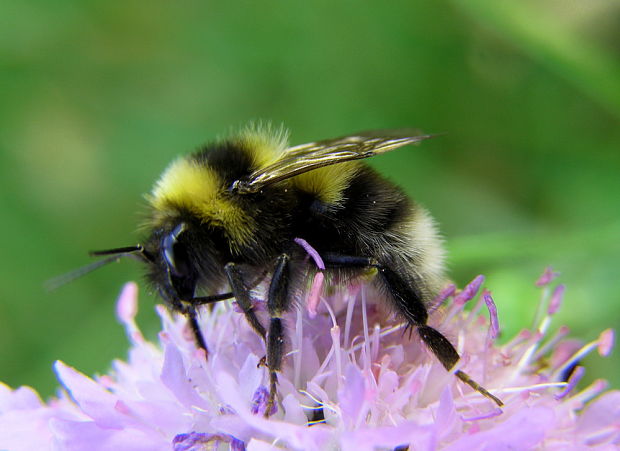 čmeľ zemný Bombus terrestris L