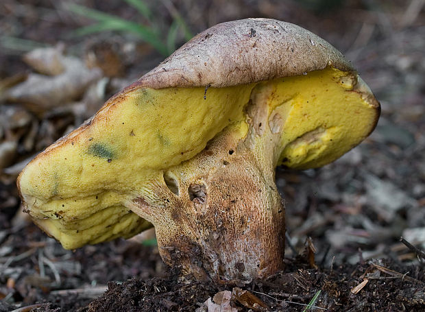 hríb príveskatý Butyriboletus appendiculatus (Schaeff. ex Fr.) Secr.