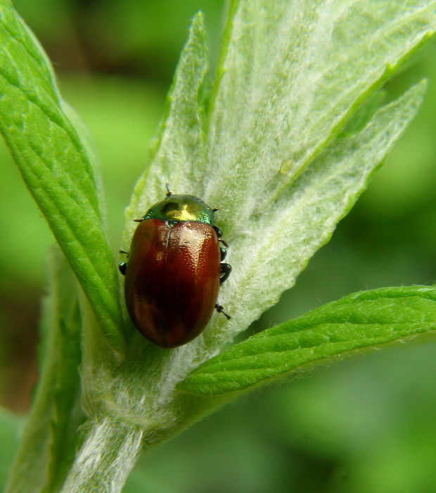 liskavka CHrysolina polita