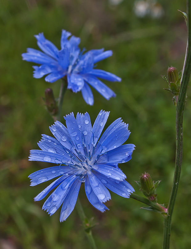 čakanka obyčajná Cichorium intybus L.