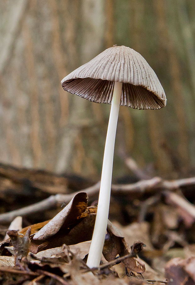 hnojník Coprinellus sp.