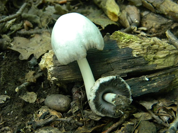 hnojník Coprinus sp.