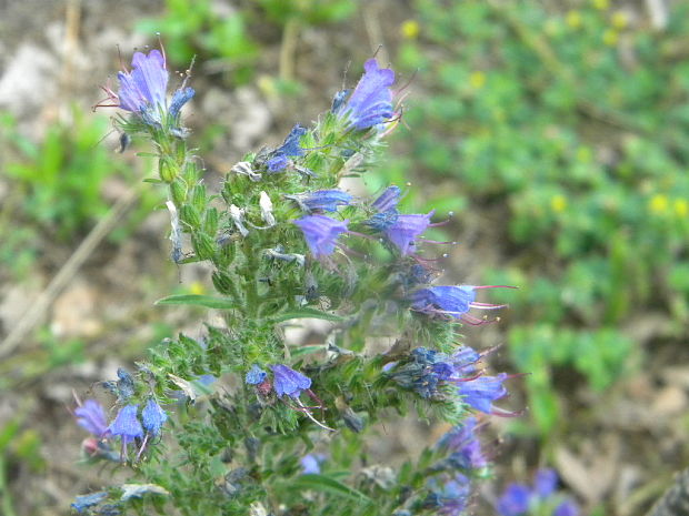 hadinec obyčajný Echium vulgare L.