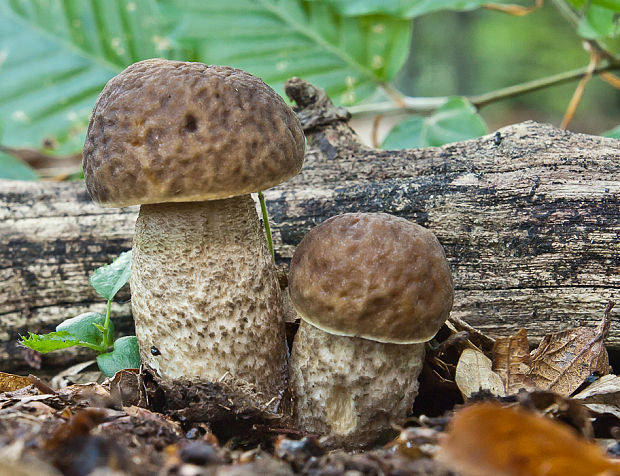 kozák hrabový Leccinum pseudoscabrum (Kallenb.) Šutara