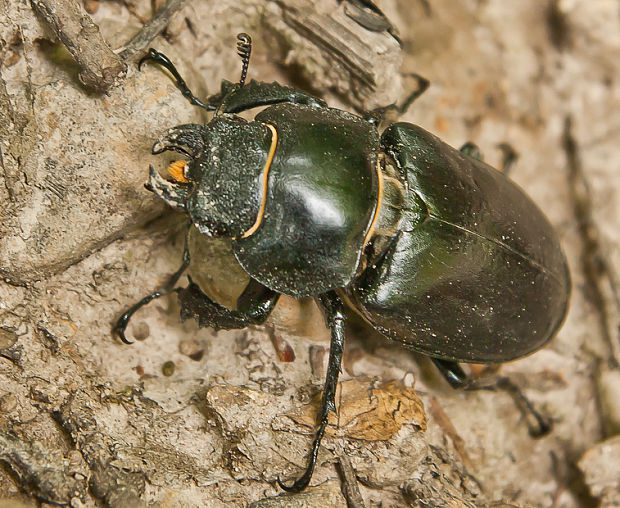 roháč obyčajný Lucanus cervus