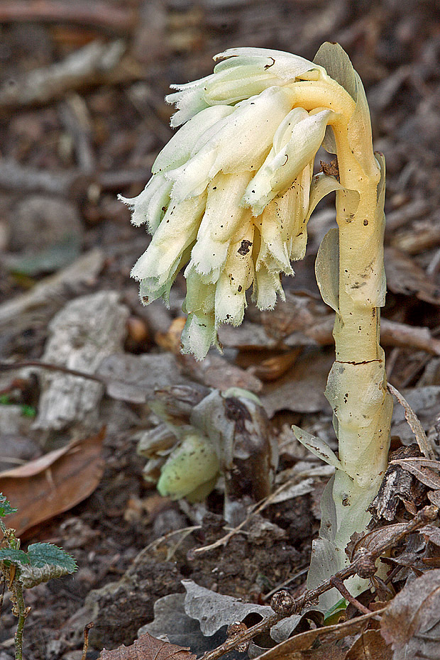 hniliak smrekový Monotropa hypopitys L.