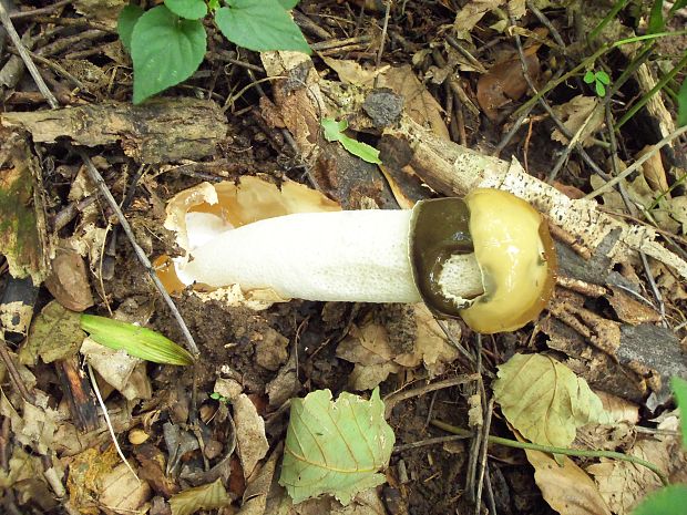 hadovka smradľavá Phallus impudicus L.