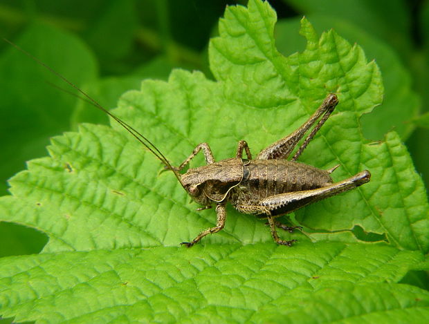 kobylka hnedkastá  Pholidoptera griseoaptera.