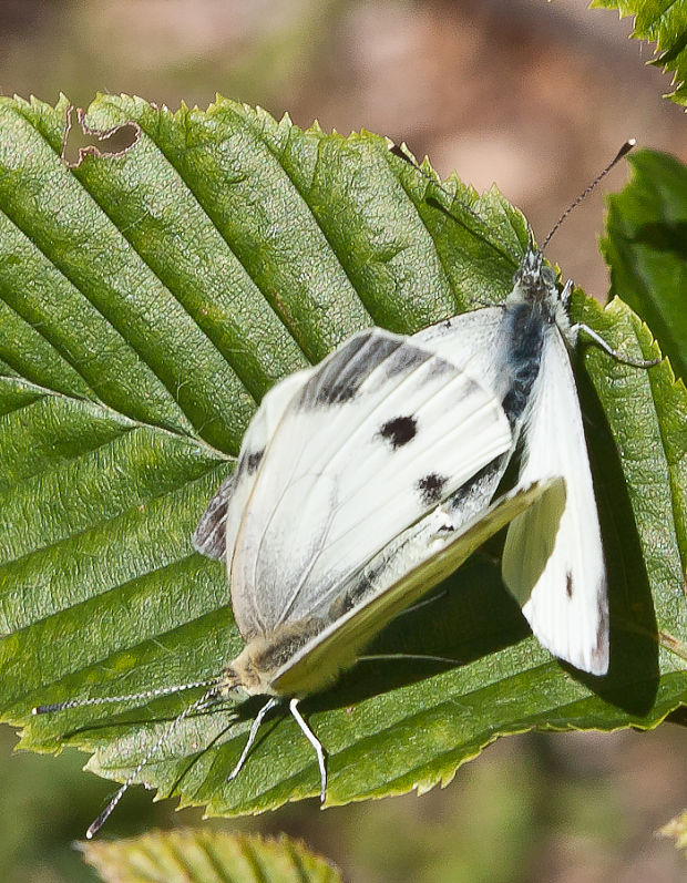 mlynárik repkovy Pieris napi