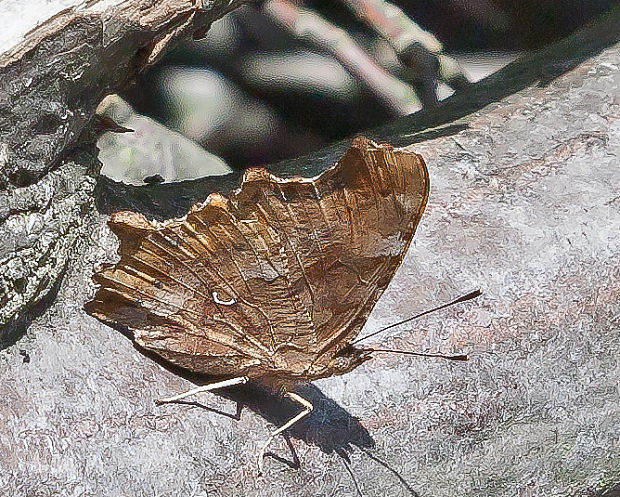 babôčka zubatokrídla Polygonia c-album