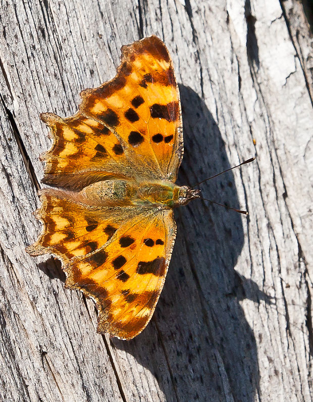 babôčka zubatokrídla Polygonia c-album