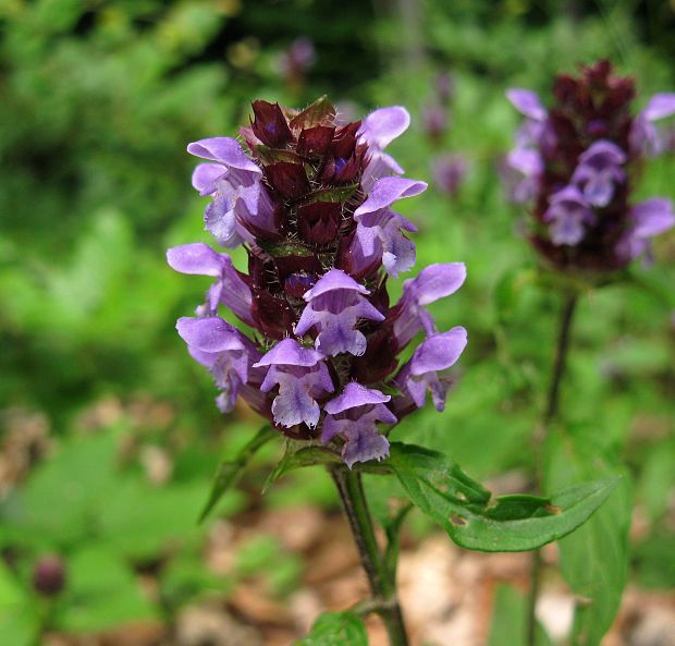 čiernohlávok obyčajný Prunella vulgaris L.