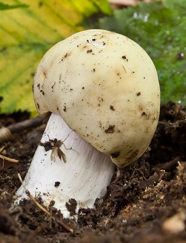 plávka Russula sp.