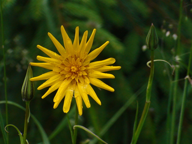 kozobrada lúčna Tragopogon pratensis L.