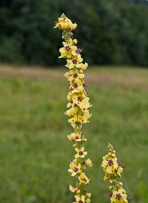 divozel čierny Verbascum nigrum L.