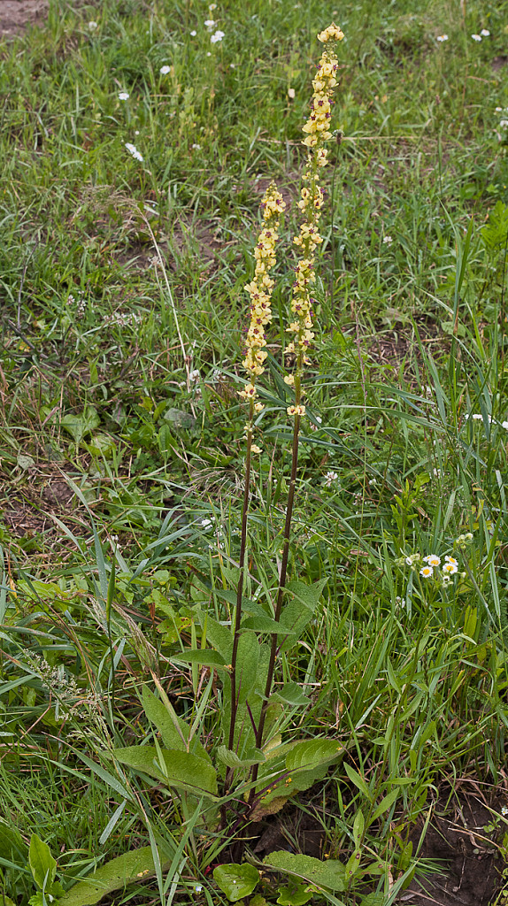 divozel čierny Verbascum nigrum L.