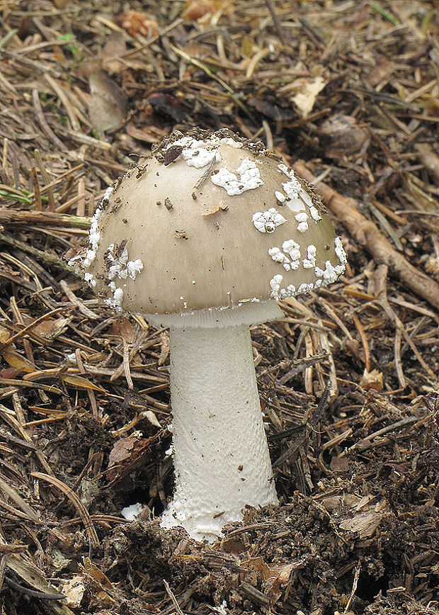 muchotrávka hrubá Amanita excelsa (Fr.) Bertill.