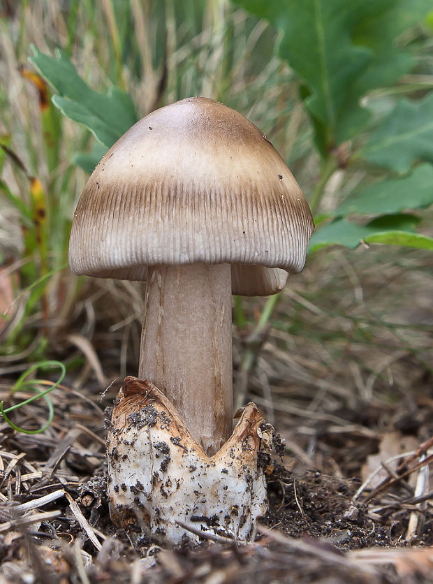 muchotrávka plavohnedá Amanita fulva Fr.