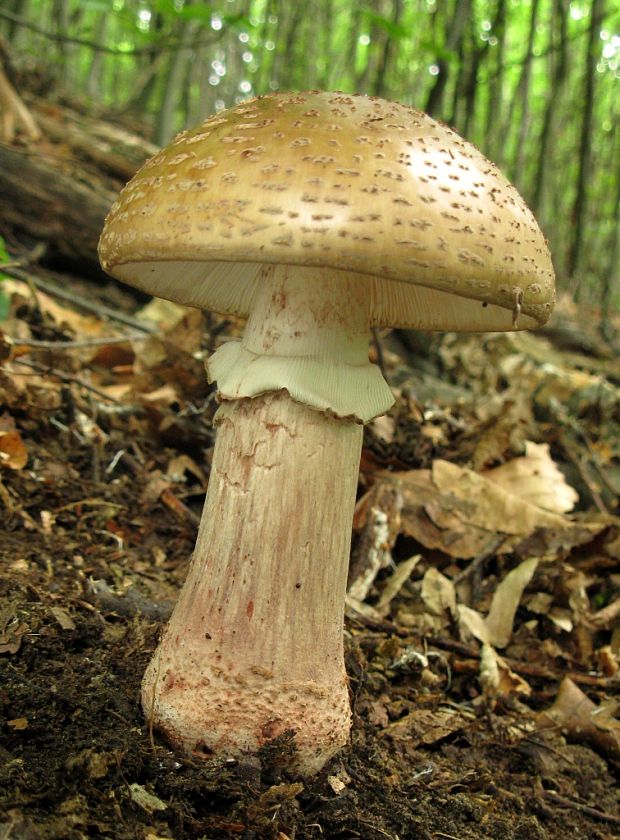 muchotrávka červenkastá Amanita rubescens Pers.