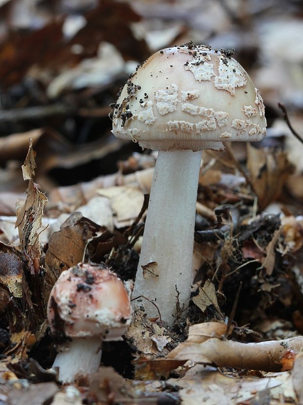 muchotrávka červenkastá Amanita rubescens Pers.