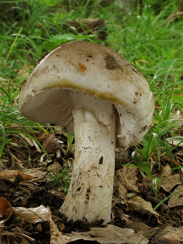 muchotrávka šiškovitá Amanita strobiliformis Gonn. & Rabenh.