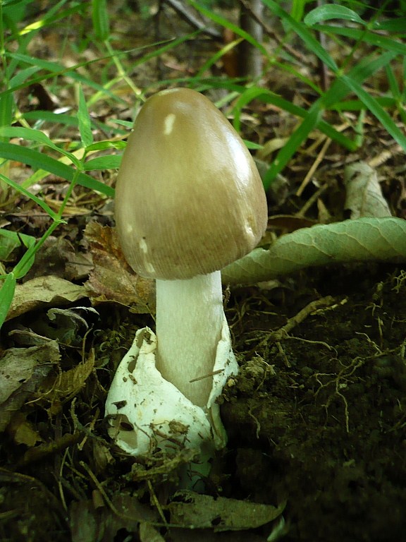 muchotrávka pošvatá Amanita vaginata (Bull.) Lam.