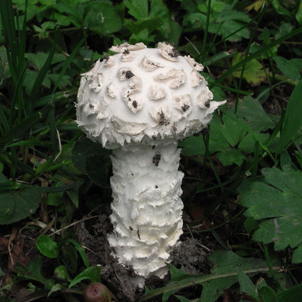 muchotrávka Vittadiniho Amanita vittadinii (Moretti) Vittad.