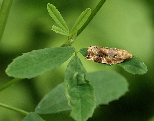 obaľovač drevinový Archips xylosteana