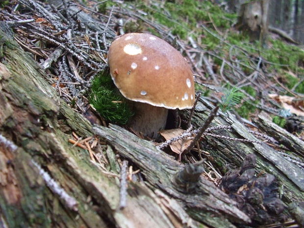 hríb smrekový Boletus edulis Bull.