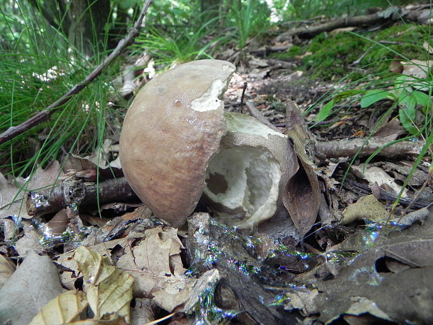 hríb dubový Boletus reticulatus Schaeff.