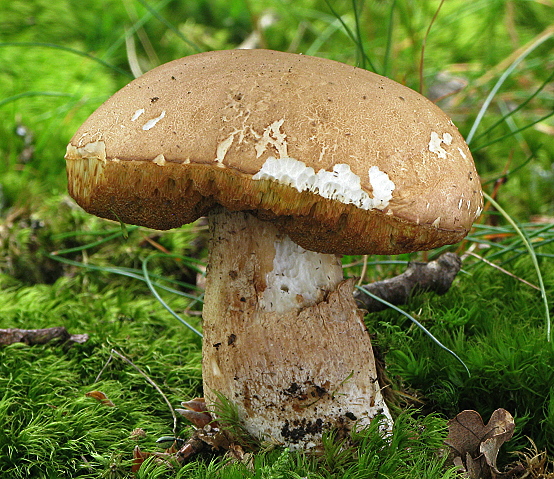 hríb dubový Boletus reticulatus Schaeff.