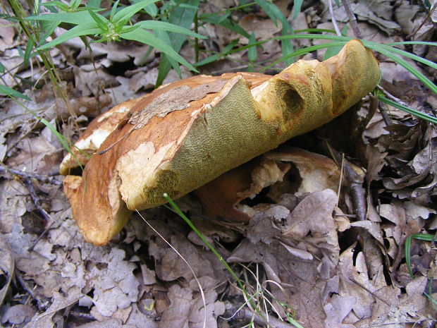 hríb dubový Boletus reticulatus Schaeff.