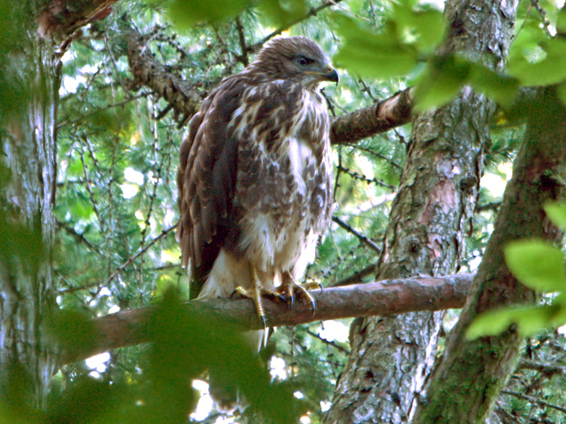 myšiak hôrny  Buteo Buteo