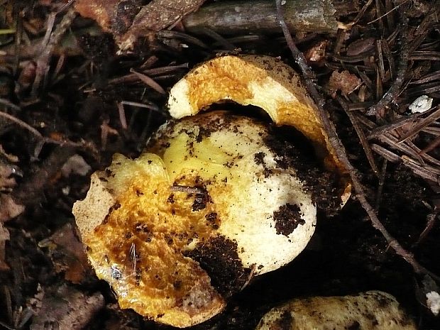 hríb horský Butyriboletus subappendiculatus (Dermek, Lazebn. & J. Veselský) D. Arora & J.L. Frank