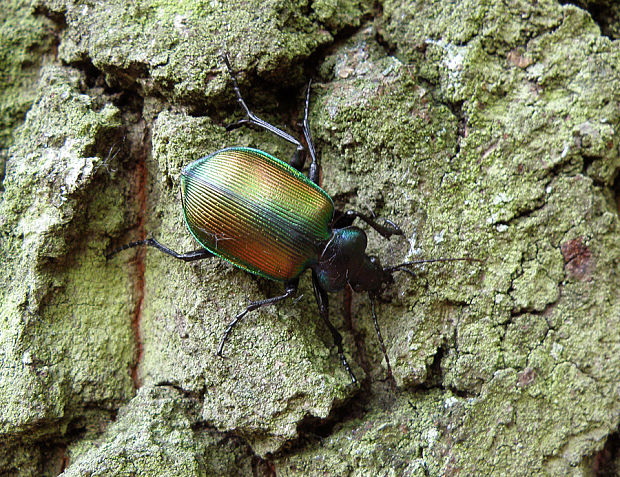 húseničiar pižmový / krajník pižmový Calosoma sycophanta Linnaeus, 1758