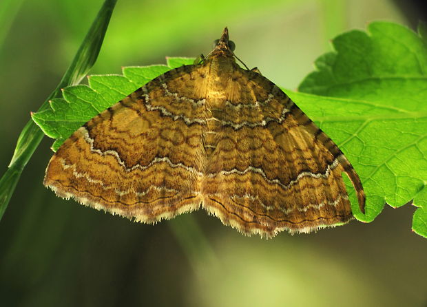 piadivka žihľavová Camptogramma bilineata