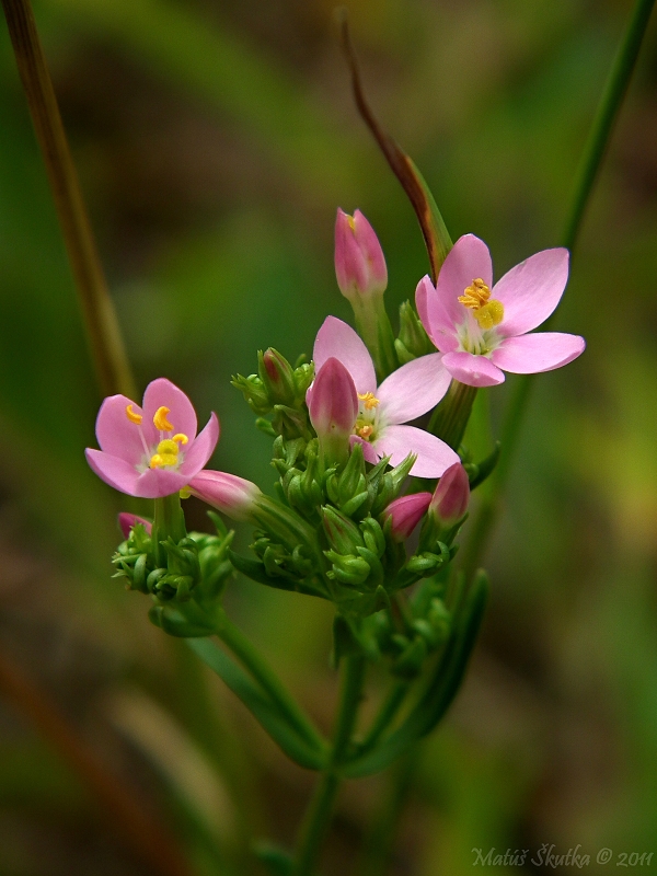 zemežlč menšia Centaurium erythraea Rafn