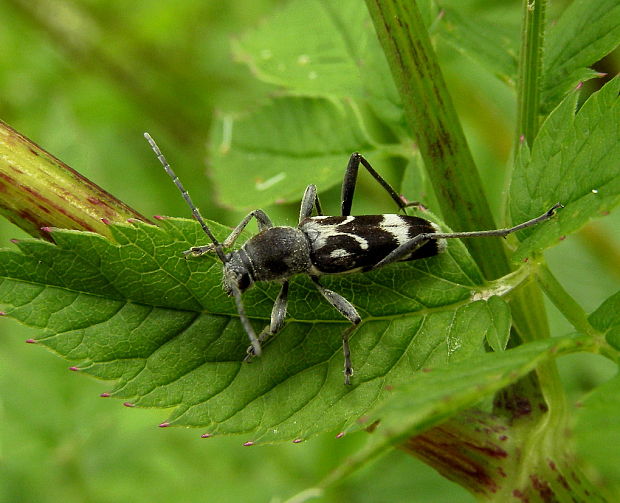 fúzač Chlorophorus figuratus