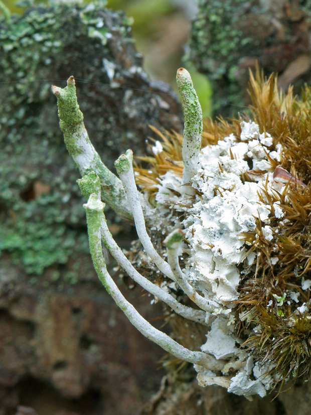 dutohlávka Cladonia sp.