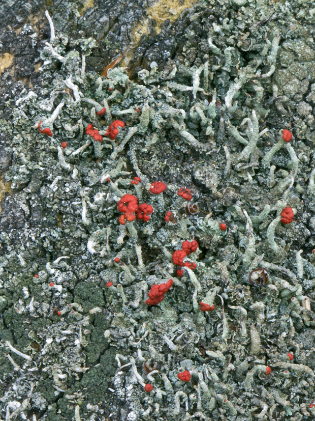 dutohlávka Cladonia sp.