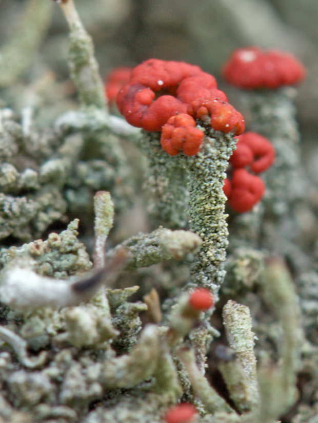 dutohlávka Cladonia sp.