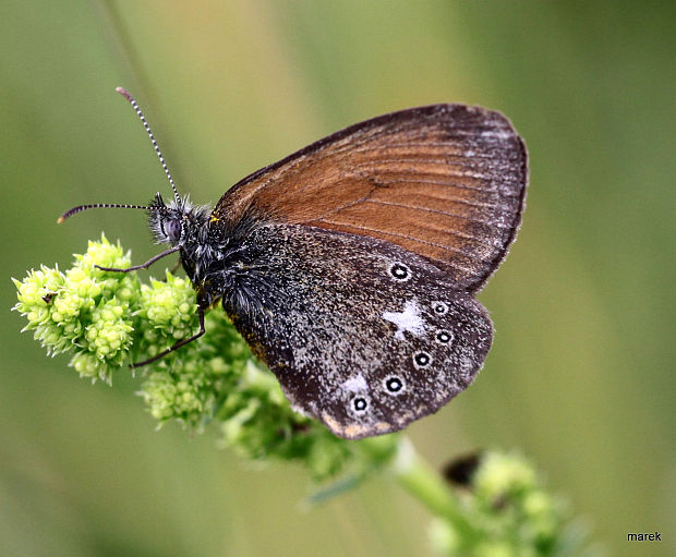 okáč třeslicový Coenonympha glycerion Borkhausen, 1788