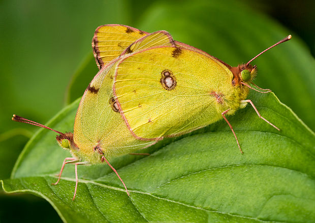 žltáčik podkovkový Colias alfacariensis