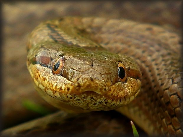 užovka hladká Coronella austriaca